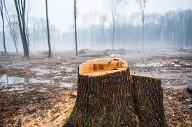 Desmatamento na Amazônia atinge menor índice dos últimos 6 anos